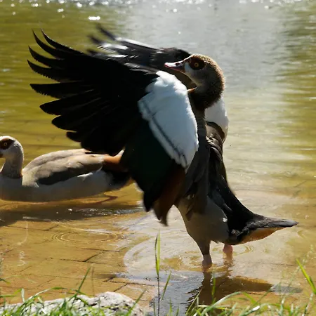 Am Schlosspark , 3* ויסבאדן